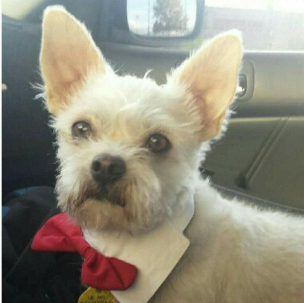 Meet your Posher, Selina